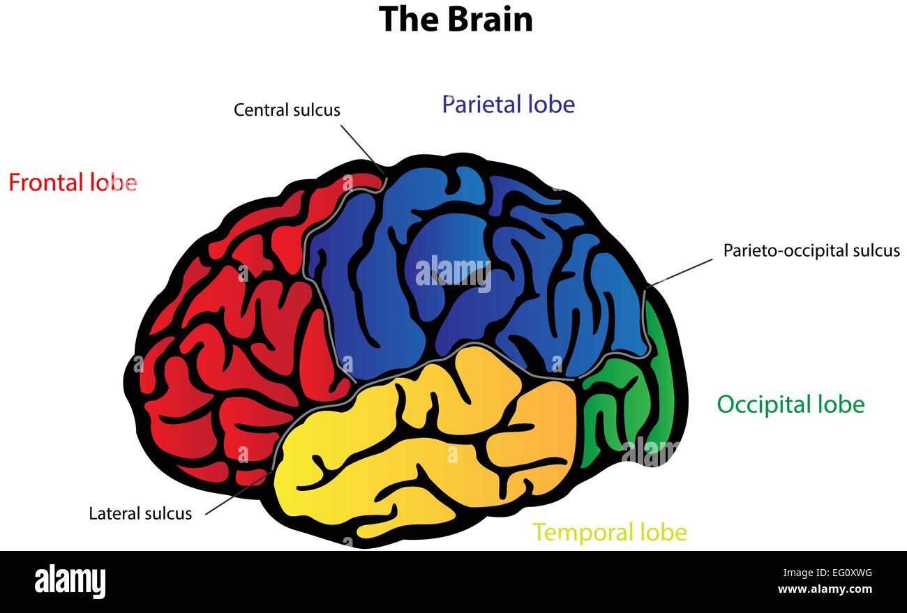 Le cerveau Diagramme étiqueté Illustration de Vecteur