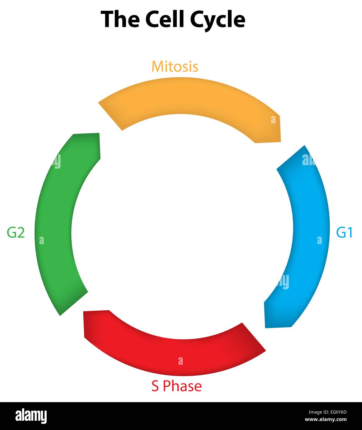 Le Cycle cellulaire Illustration de Vecteur