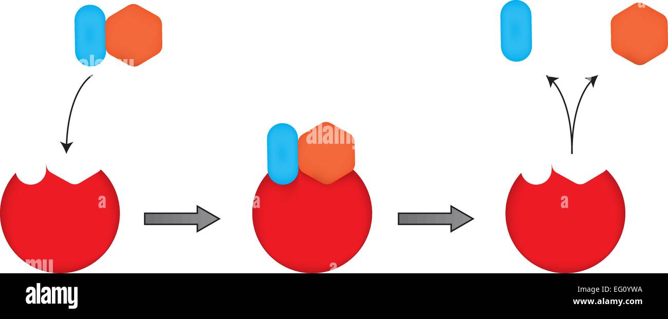 La serrure et mécanisme clé d'Enzymes Illustration de Vecteur