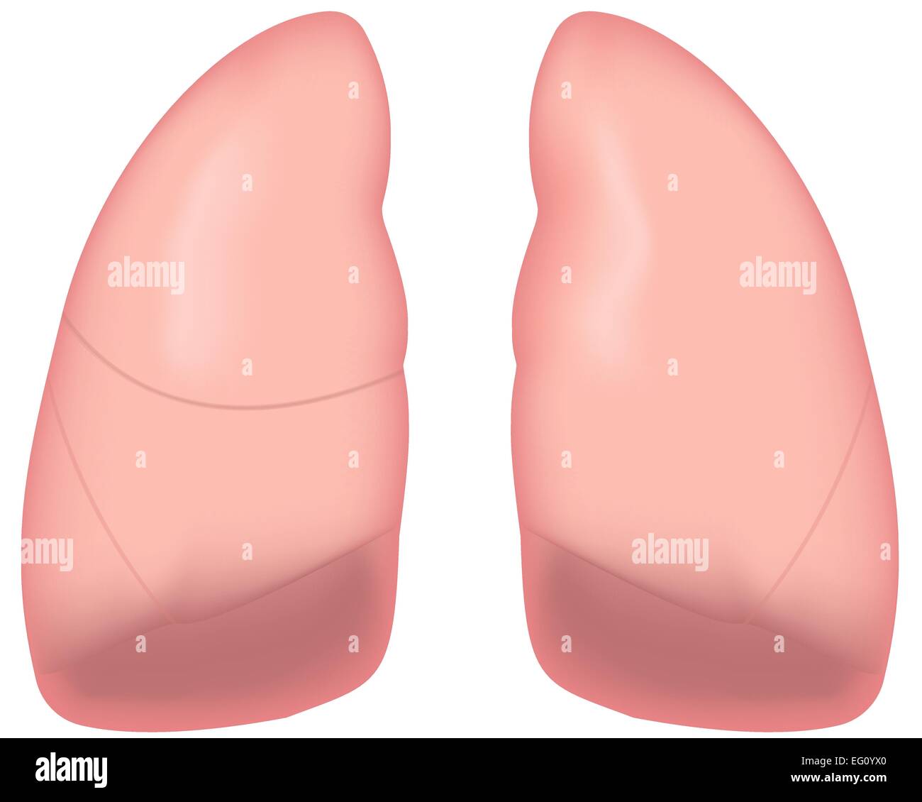 Poumons Illustration de Vecteur