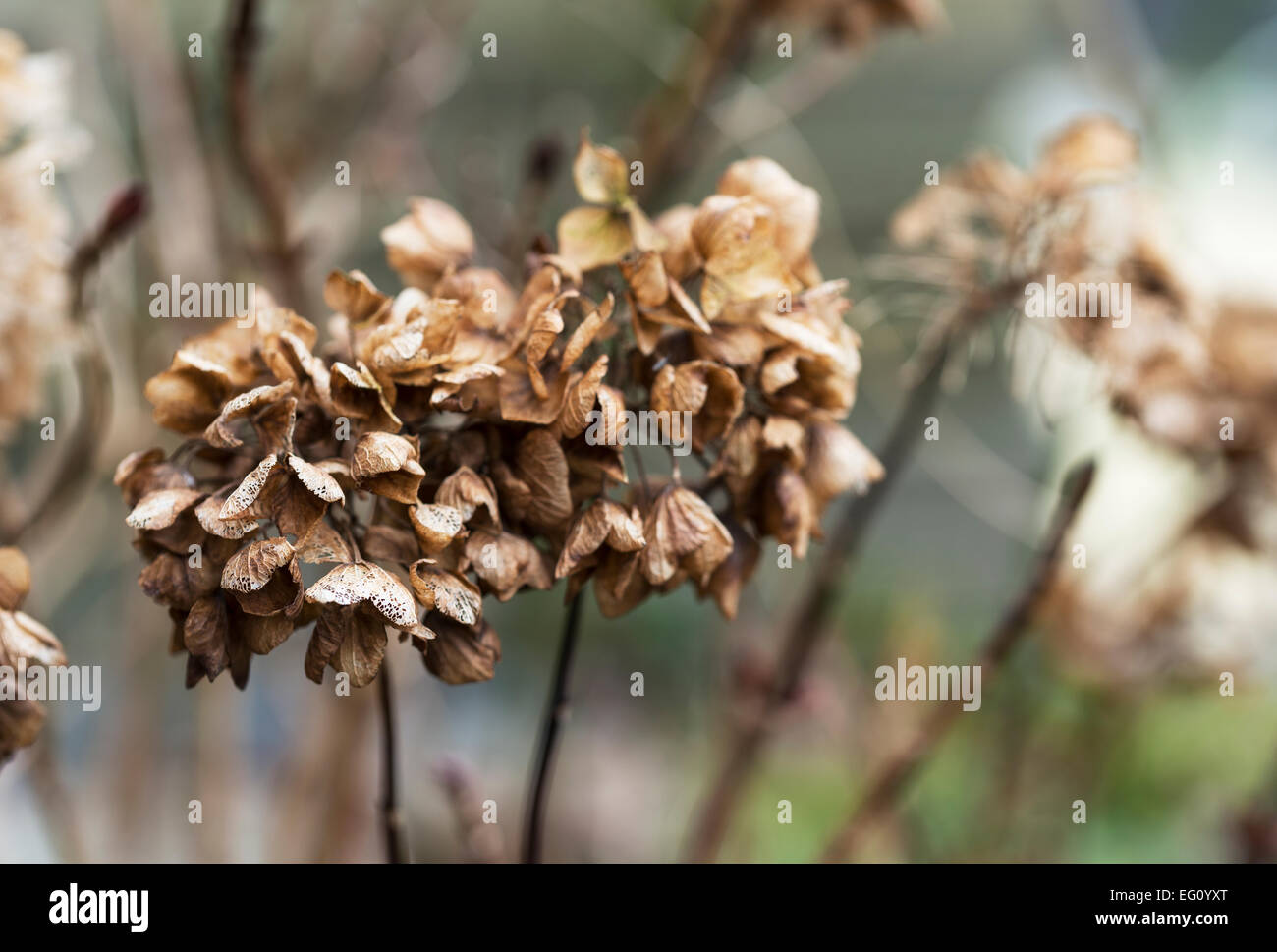 Les fleurs mortes en hiver à partir de l'hortensia Banque D'Images