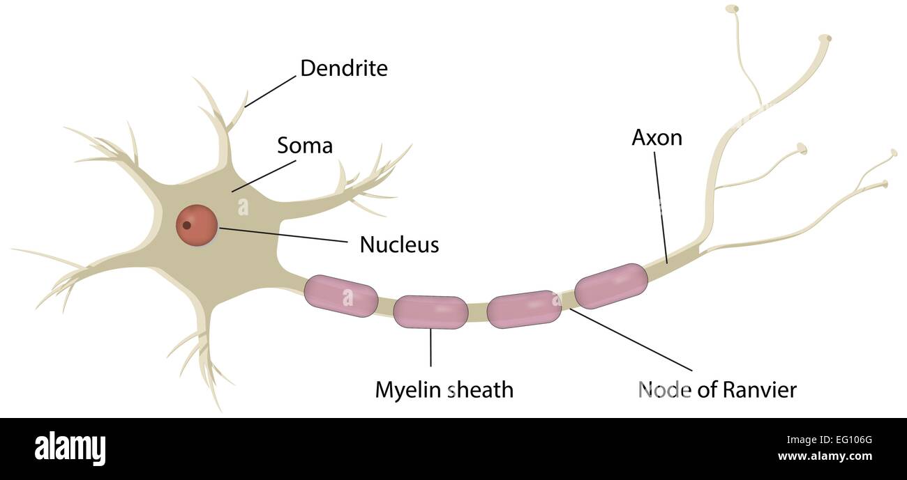 Diagramme étiqueté neuron Illustration de Vecteur