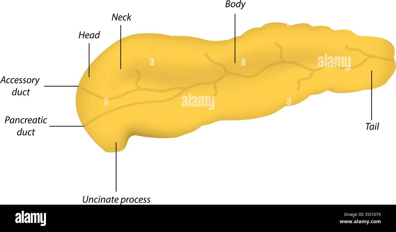 Anatomie du pancréas Illustration de Vecteur