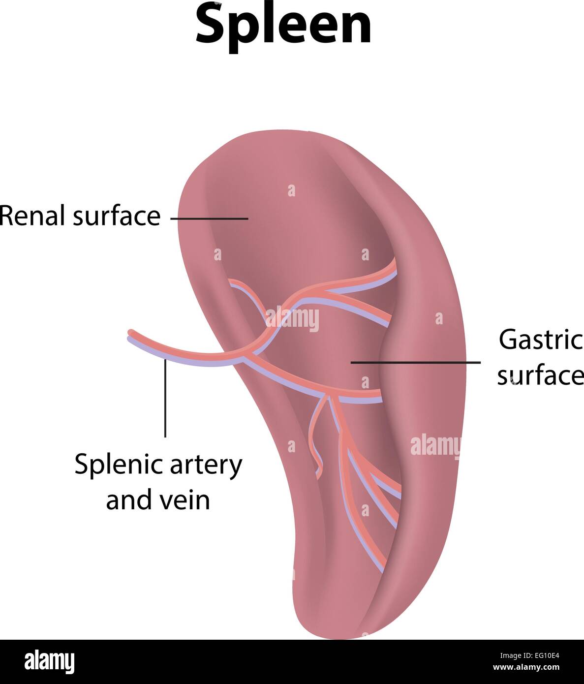 Anatomie de la rate Banque d'images vectorielles - Alamy