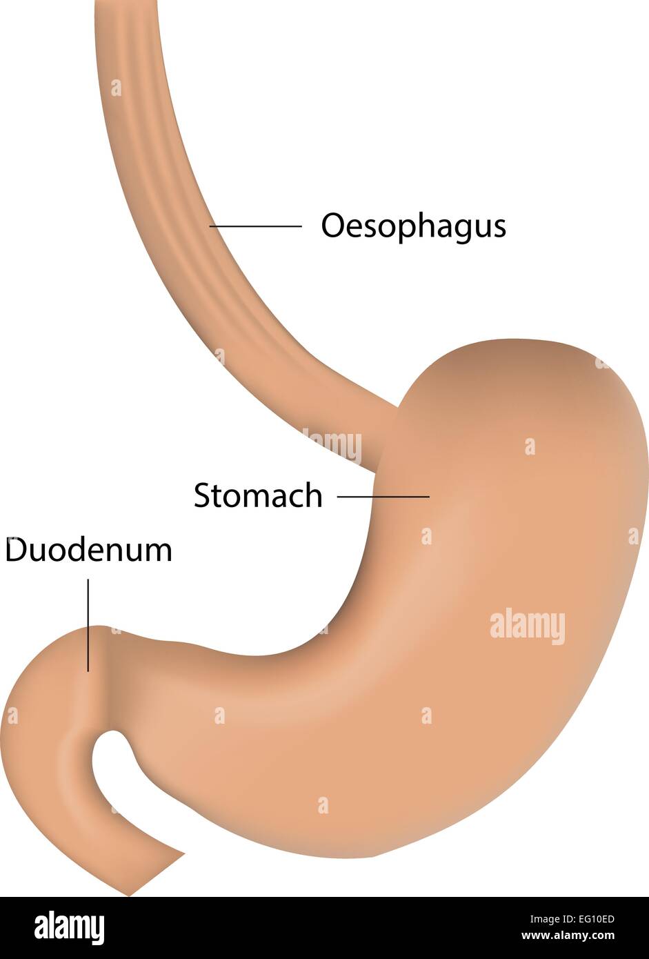 L'estomac et l'oesophage Illustration de Vecteur