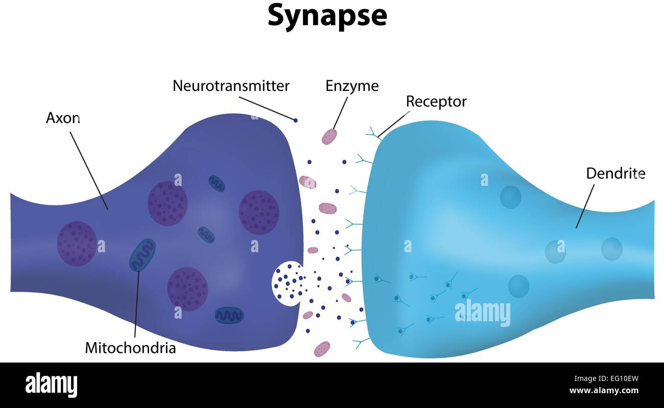 Synapse Illustration de Vecteur