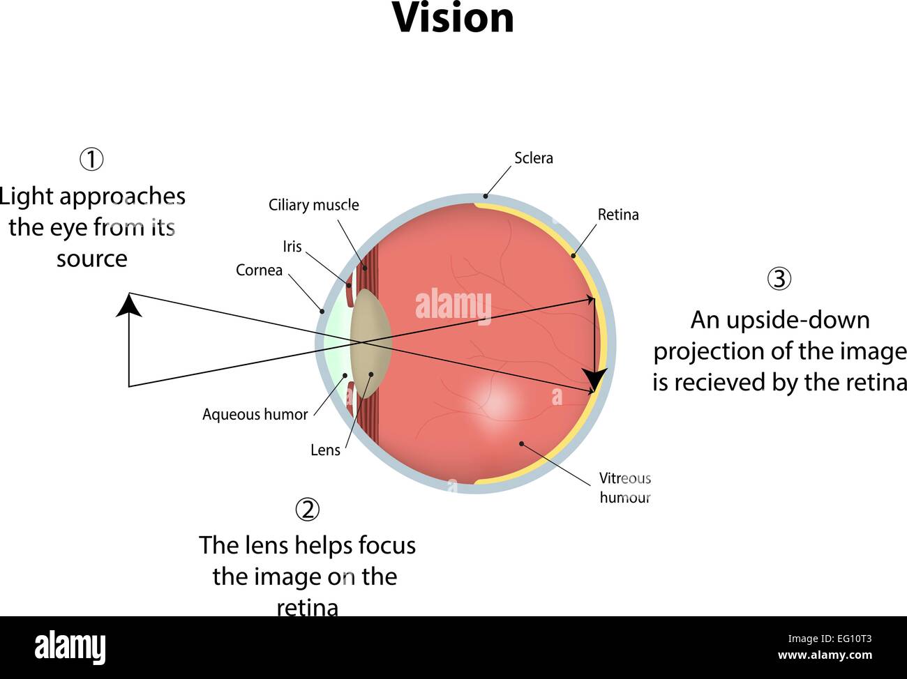 Diagramme de vision Illustration de Vecteur
