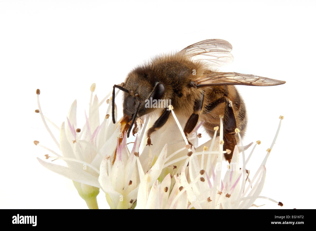 Focus image empilées d'une abeille sur fleur Banque D'Images