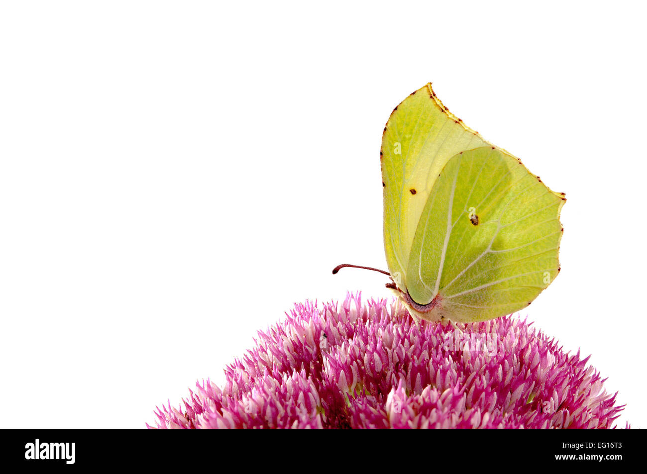 Brimstone Butterfly Gonepteryx rhamni sur plante sedum Banque D'Images