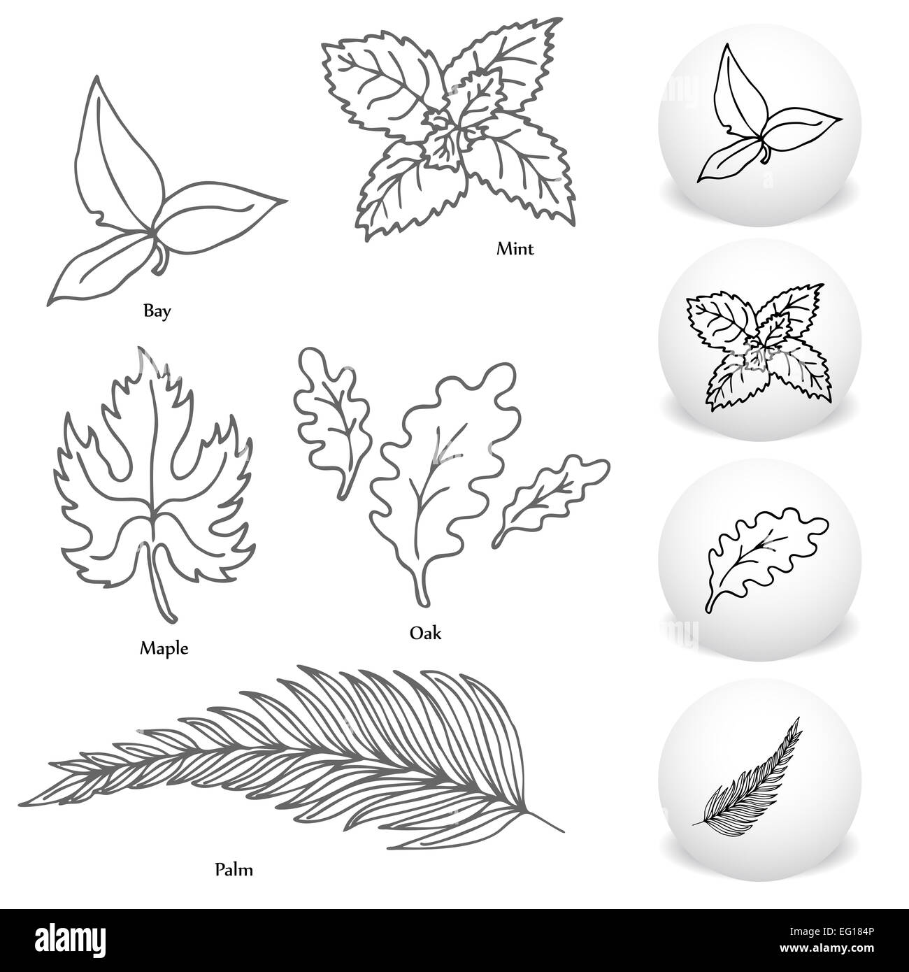 L'image d'un ensemble de bay, érable, chêne, menthe et jeu de dessins de feuilles de palmier. Banque D'Images