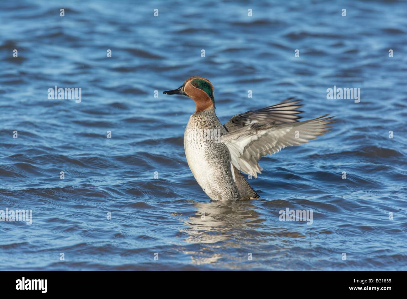 Teal Anas crecca drake les ailes battantes Banque D'Images