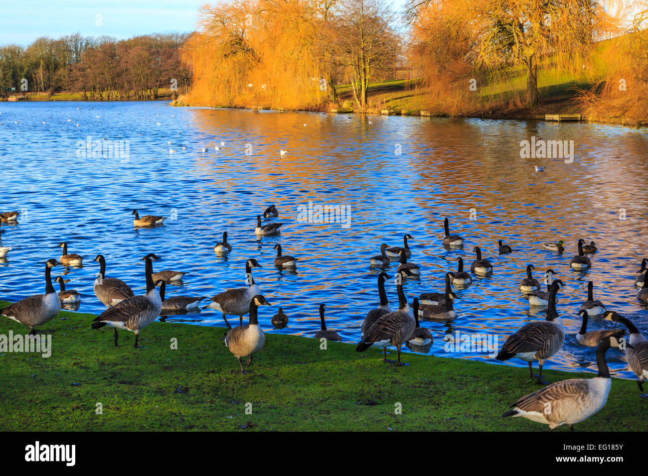 Des paysages pittoresques  ; à Himley Hall & Park à Dudley, West Midlands - le Pays Noir... ? Banque D'Images