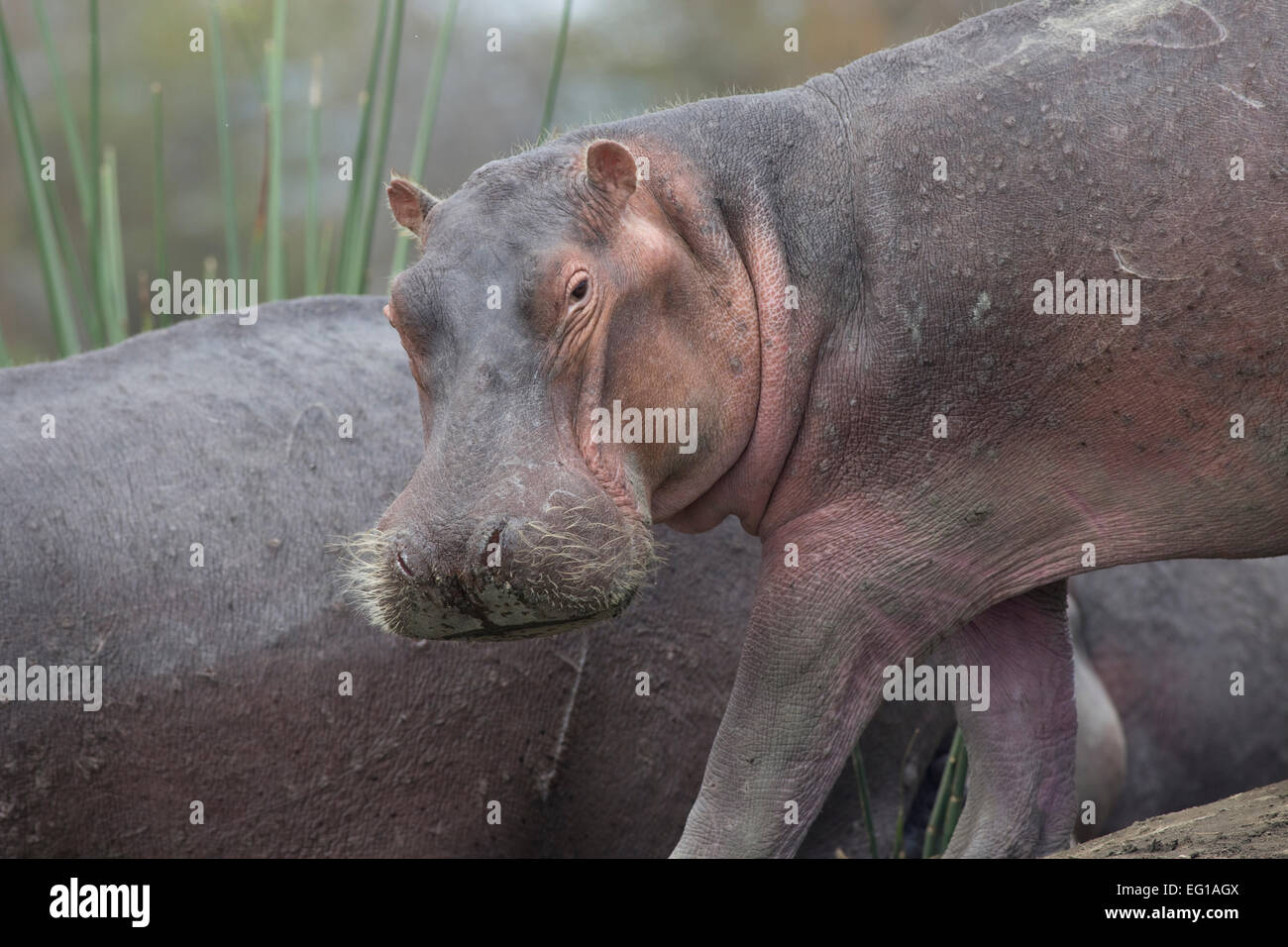 Chef de l'hippopotame sur petite île le lac Naivasha au Kenya Banque D'Images
