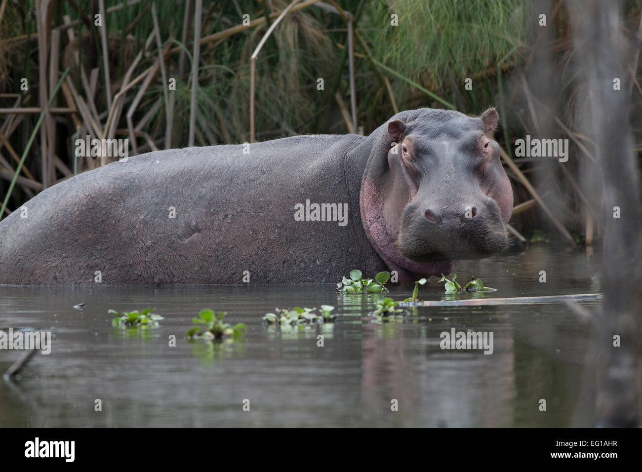 Hippo dans lit papyrus Hippopotamus amphibius Lake Naivasha au Kenya Banque D'Images