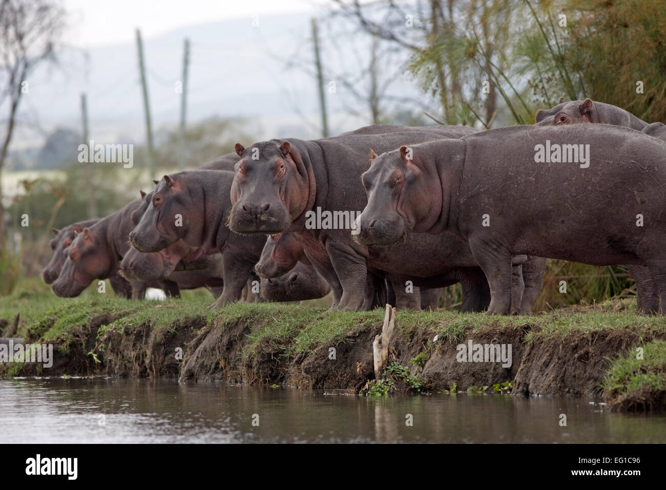 Rangée d'hippopotames sur terre Hippopotamus amphibius Lake Naivasha au Kenya Banque D'Images