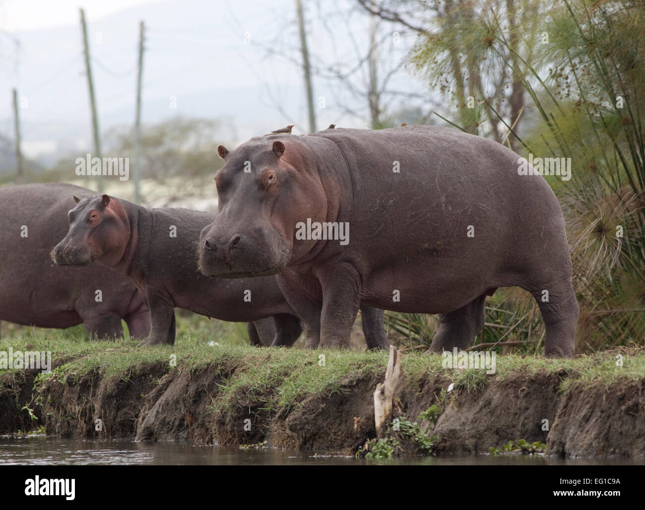Rangée d'hippopotames sur terre Hippopotamus amphibius Lake Naivasha au Kenya Banque D'Images