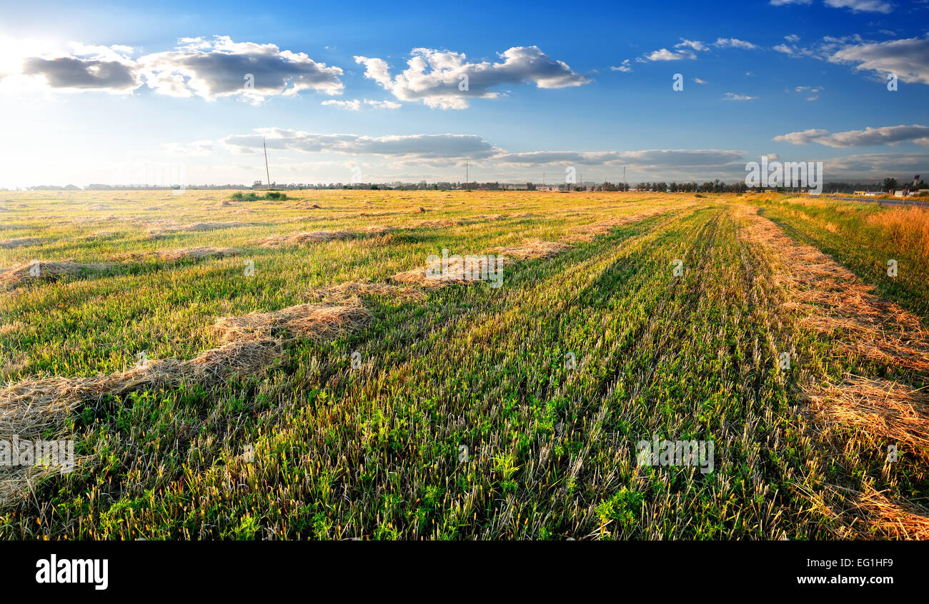 Hay sur terrain en journée ensoleillée d'automne Banque D'Images