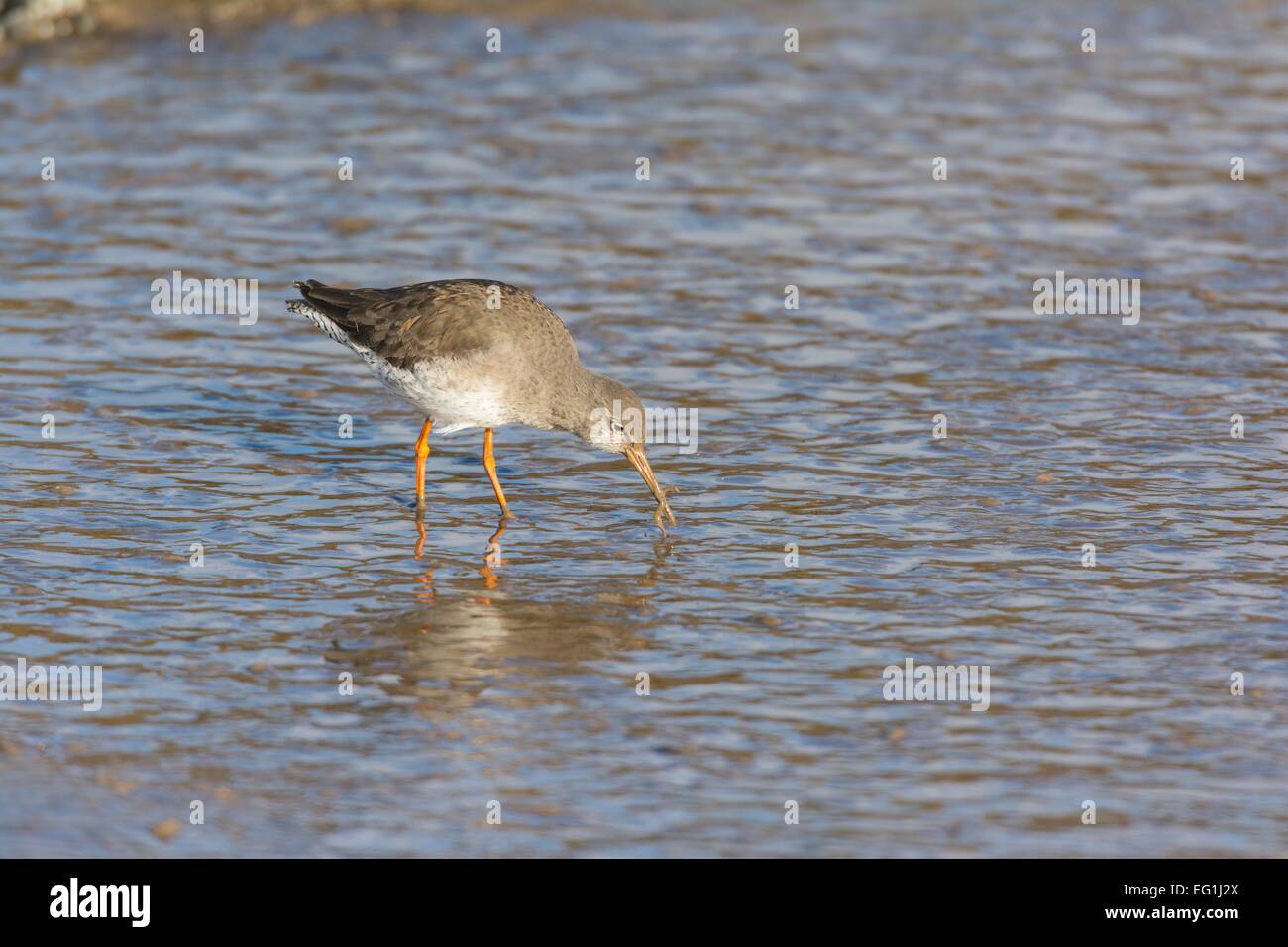 Chevalier Gambette Tringa totanus feeding in estuaire boueux Banque D'Images