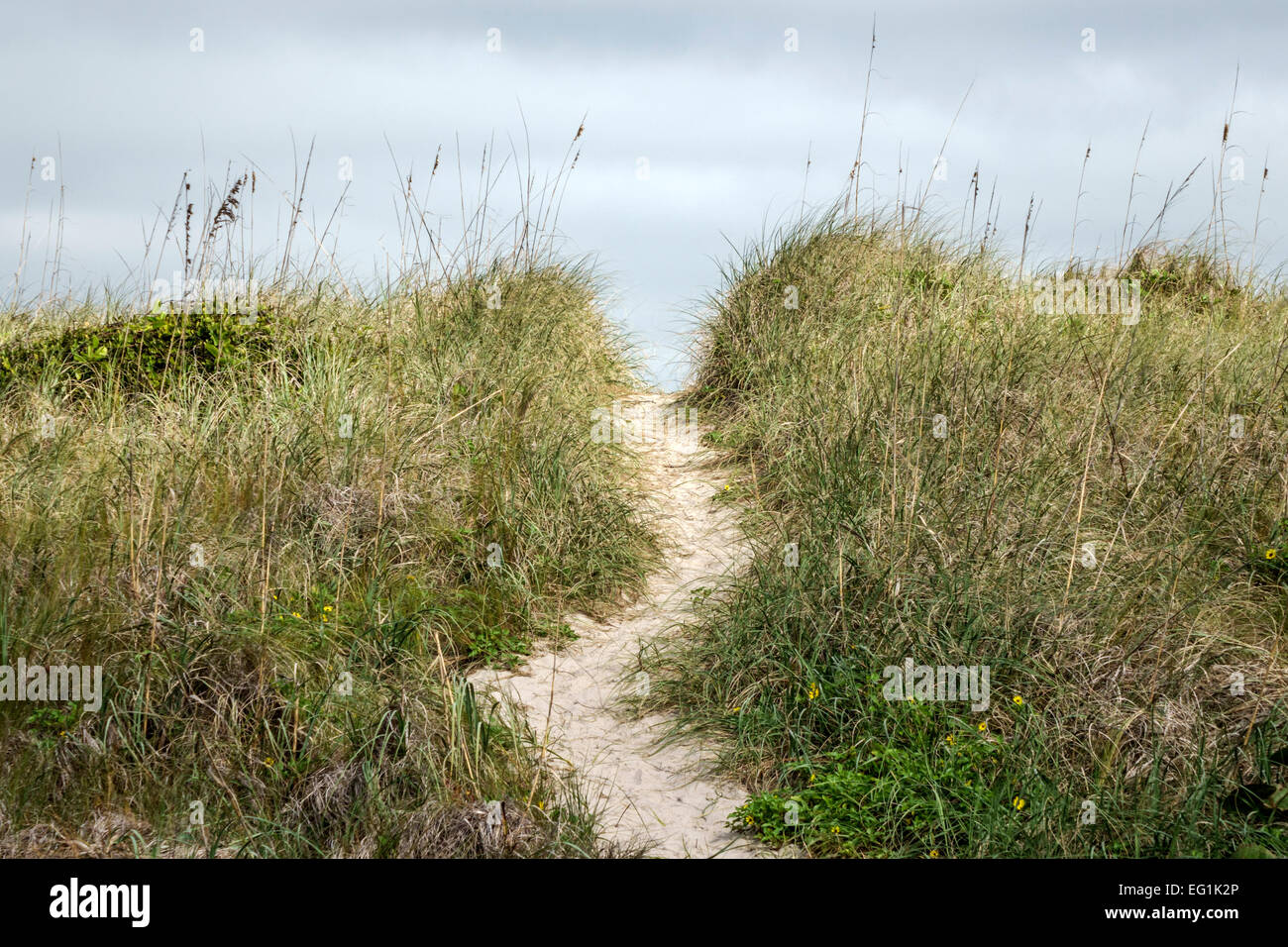 Sebastian Florida,North Hutchinson Orchid Island,Sebastian Inlet Water State Park,dune de sable naturel,herbe,sentier,colline,les visiteurs voyage tour tou Banque D'Images