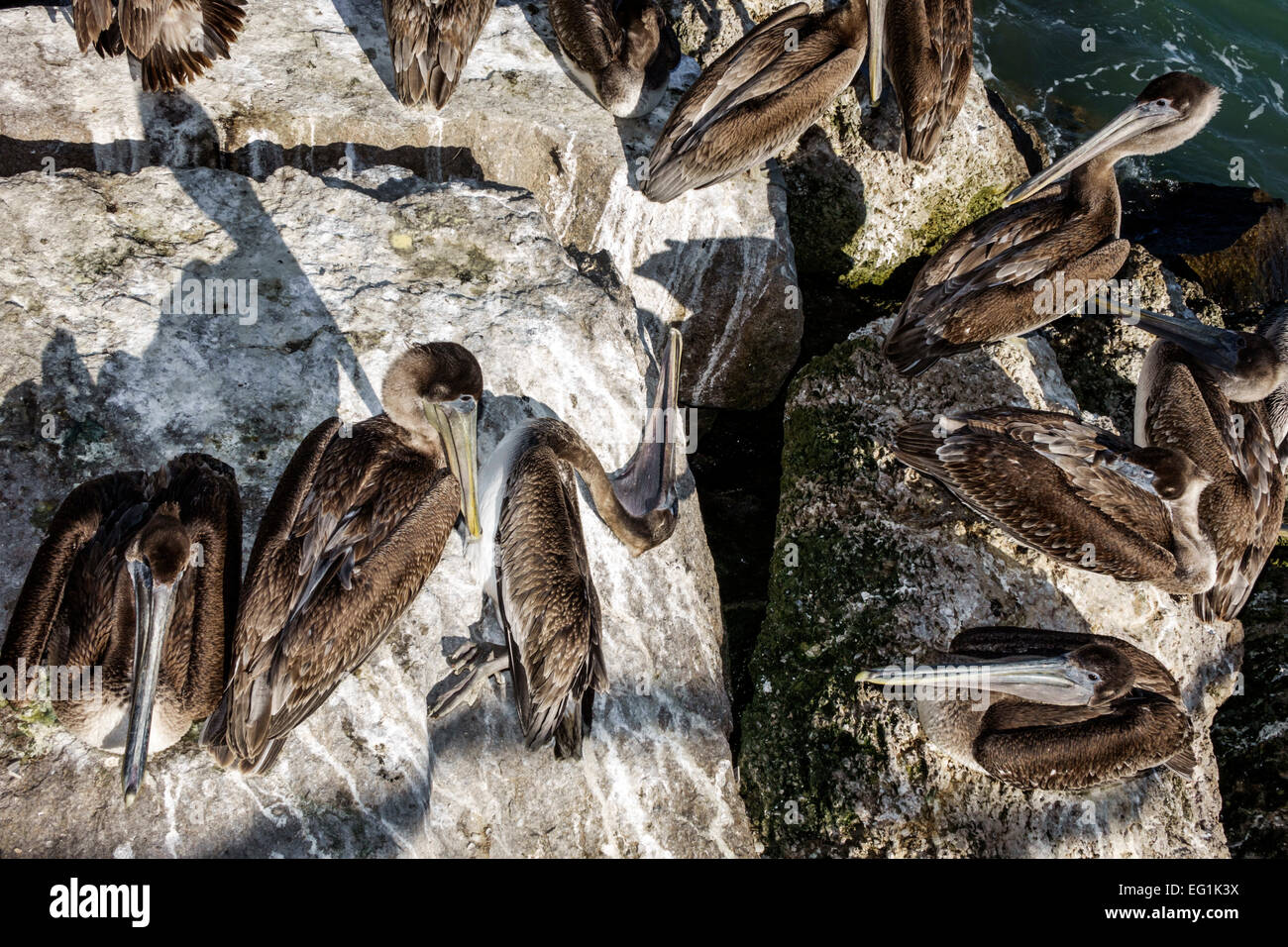 Sebastian Florida,North Hutchinson Orchid Island,Sebastian Inlet Water State Park,Brown pélicans,pelican,repos,dormant,mort,les visiteurs Voyage travei Banque D'Images