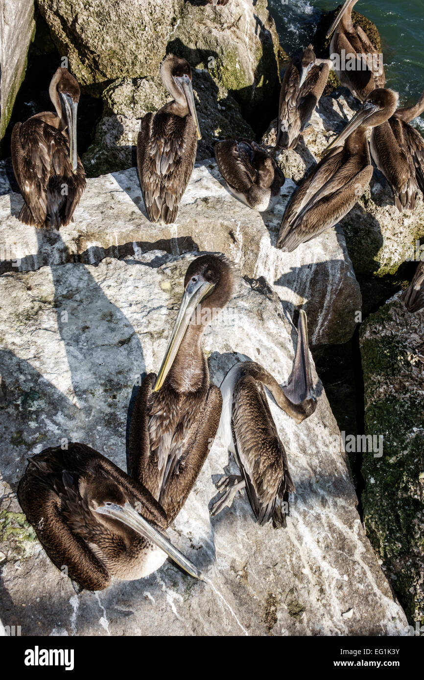 Sebastian Florida,North Hutchinson Orchid Island,Sebastian Inlet Water State Park,Brown pélicans,pelican,repos,dormant,mort,les visiteurs Voyage travei Banque D'Images