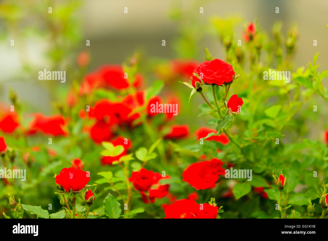 Bush de roses rouges dans le jardin extérieur, beauté dans la nature Banque D'Images
