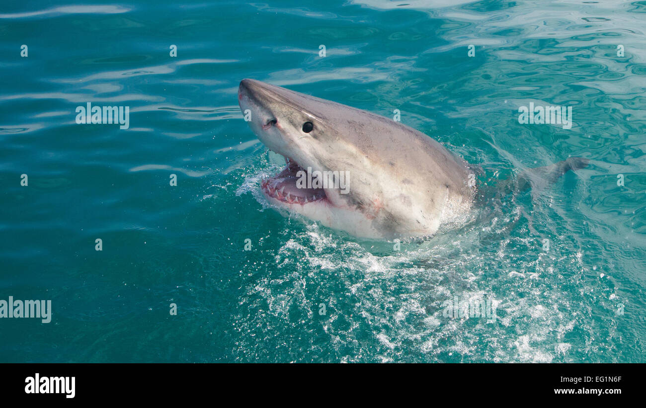 'Friendly' le grand requin blanc, Italie, Afrique du Sud Banque D'Images