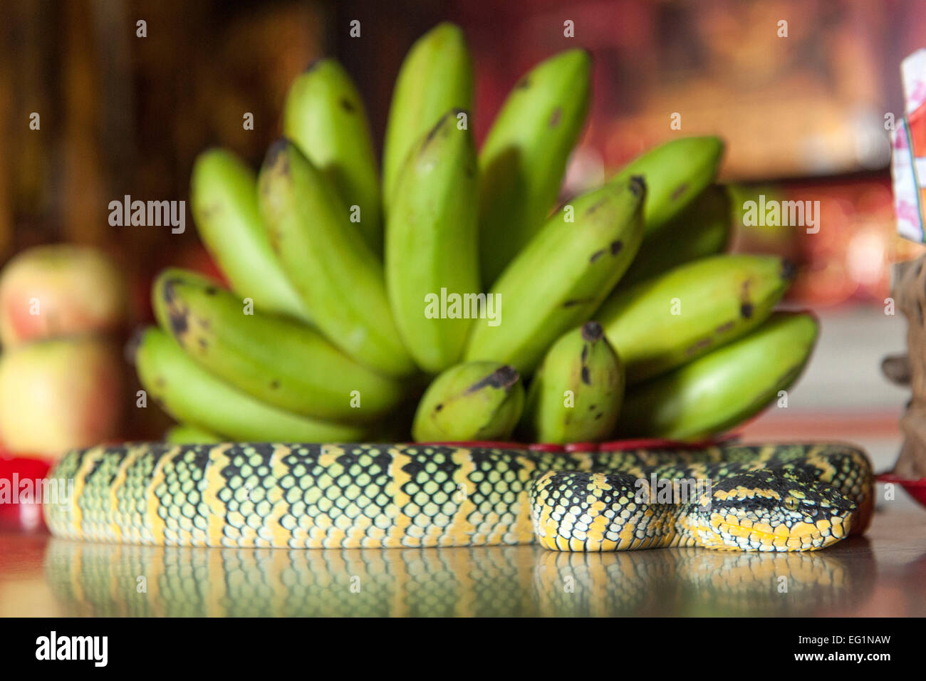 Pit Viper dans Snake Temple à Penang, Malaisie. Banque D'Images