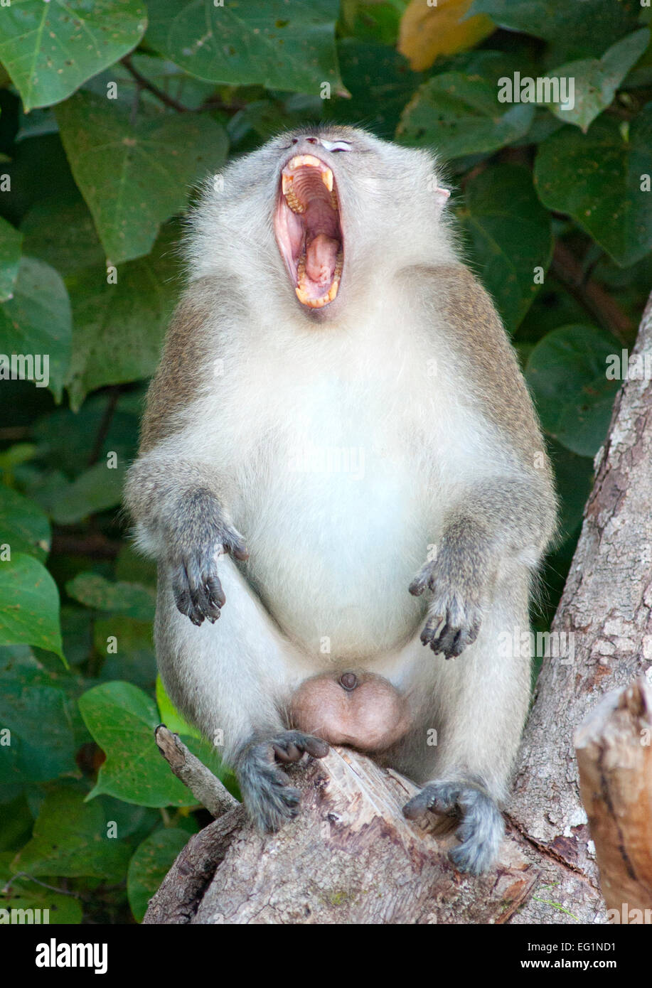 Macaque à longue queue en parc national de Penang à Penang, Malaisie. Banque D'Images