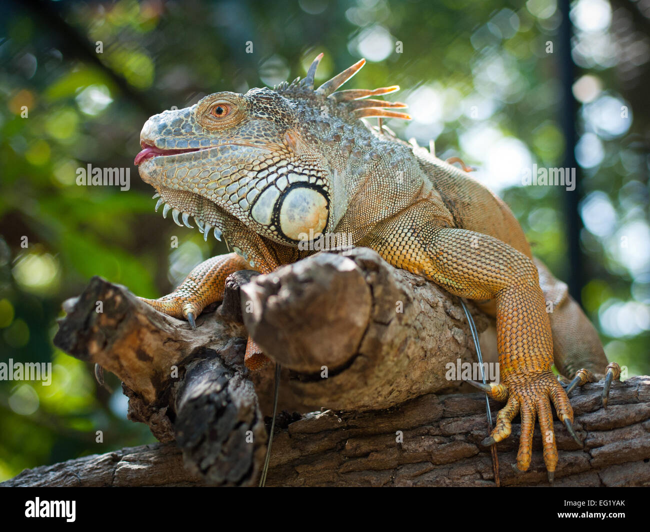 Un iguane vert (Iguana iguana), du nom de rouge à lèvres, en captivité dans le centre de sauvetage de la faune Phnom Hakkai. Hakkai, CAMBODGE Phnom. Banque D'Images