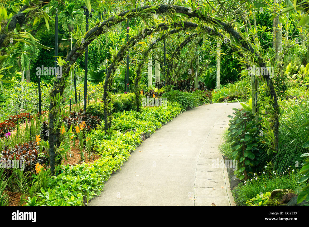 Arcs vert fait de plantes tropicales au-dessus du sentier pour piétons dans le jardin Botanique de Singapour Banque D'Images Arcs vert fait de plantes tropicales au-dessus du sentier pour piétons dans le jardin Botanique de Singapour Banque D'Images