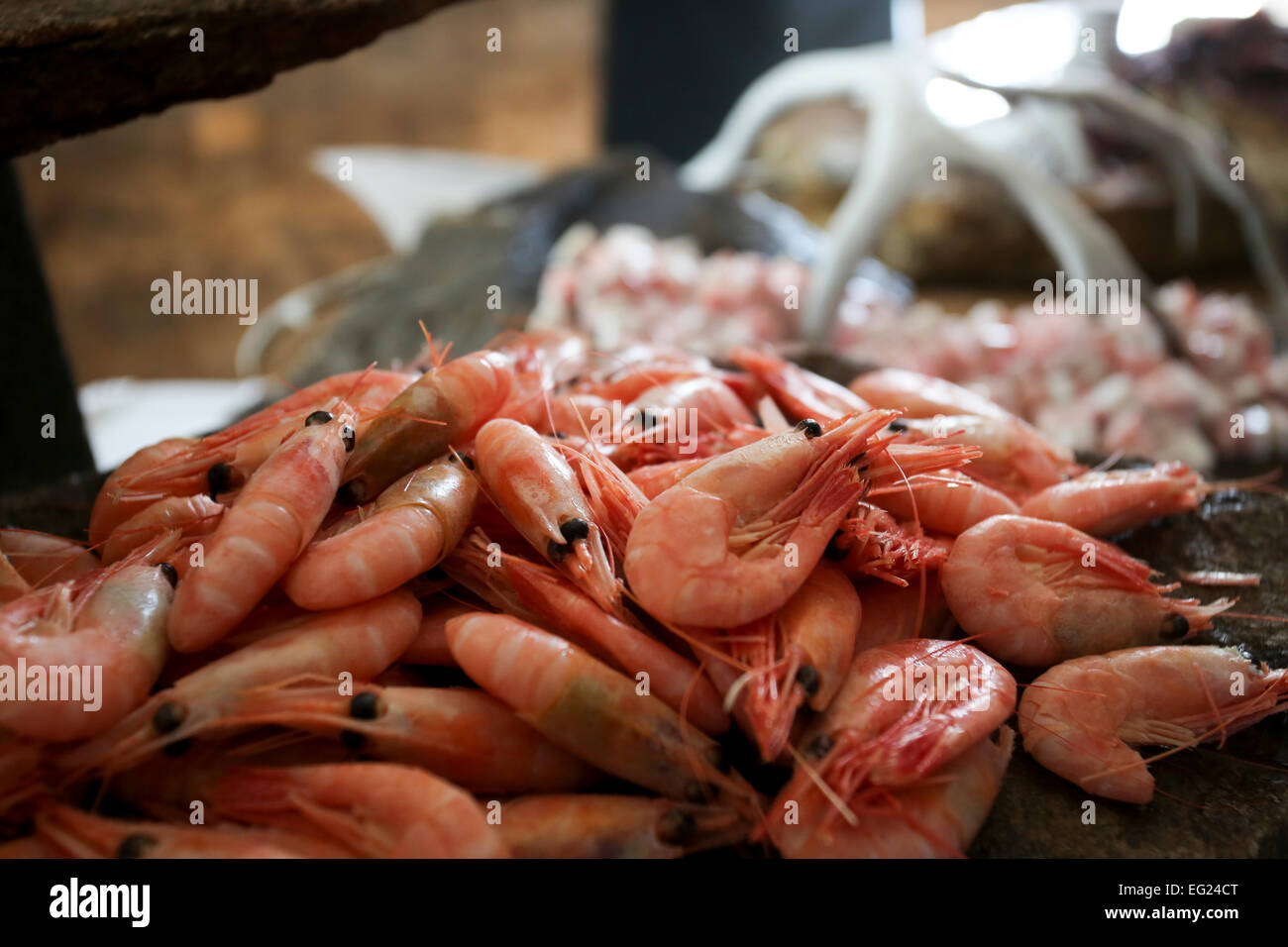Le Groenland, Sisimiut, crevettes fraîchement pêchés (crevettes) dans un marché de dégustation de produits locaux. Banque D'Images