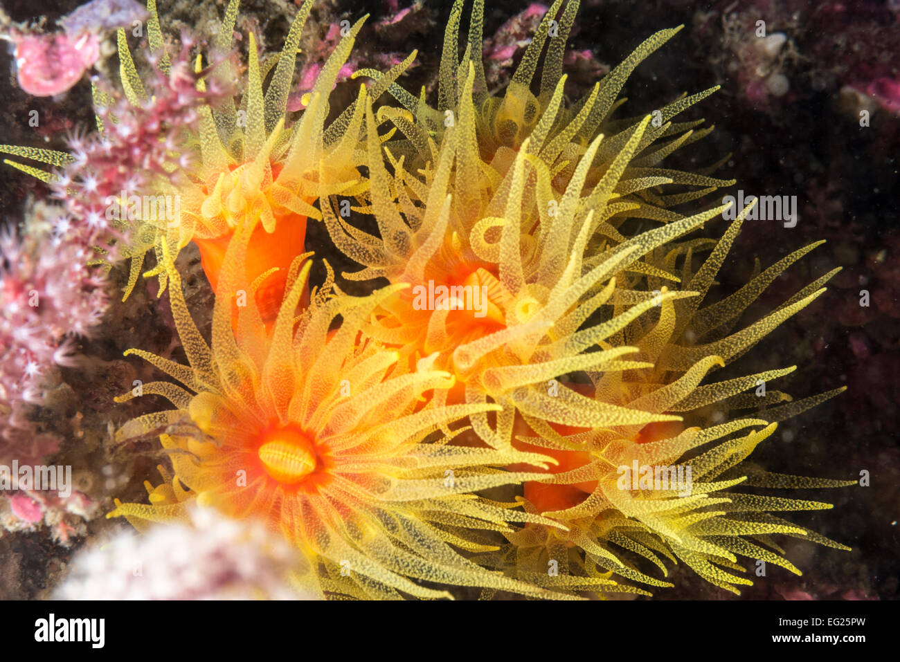 Orange corail. cylinndrica gyoshou dendrophyllia. point owase mif japon Banque D'Images