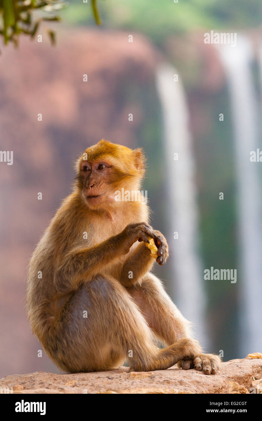 Macaque de Barbarie (Macaca sylvanus) à l'Ouzoud Banque D'Images