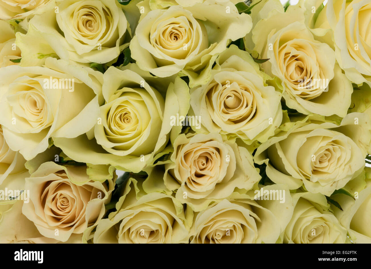 Bouquet de roses blanches comme papier peint fond Banque D'Images