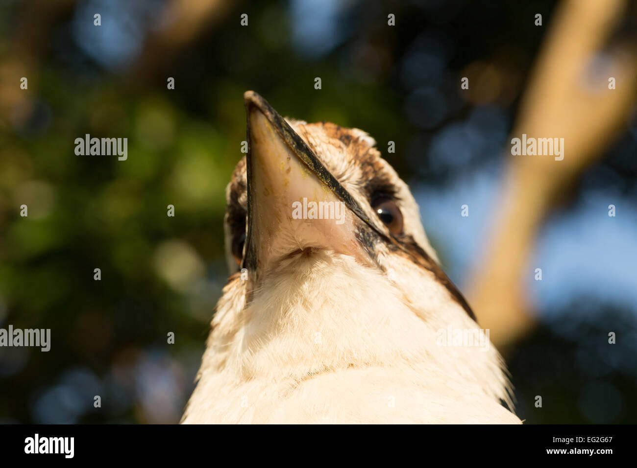 Une photographie d'un Kookaburra riant sur une clôture sur la côte est de la Nouvelle-Galles du Sud, Australie. Banque D'Images