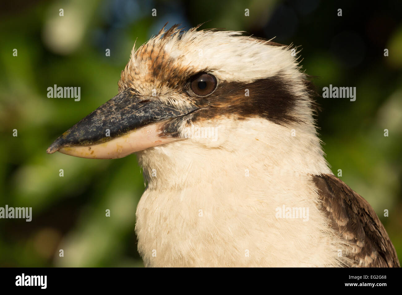 Une photographie d'un Kookaburra riant sur une clôture sur la côte est de la Nouvelle-Galles du Sud, Australie. Banque D'Images