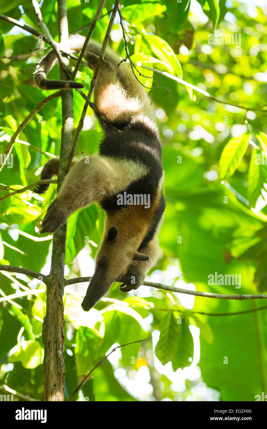 Le nord de Tamandua (Tamandua mexicana), Parc national de Corcovado, péninsule d'Osa, au Costa Rica Banque D'Images