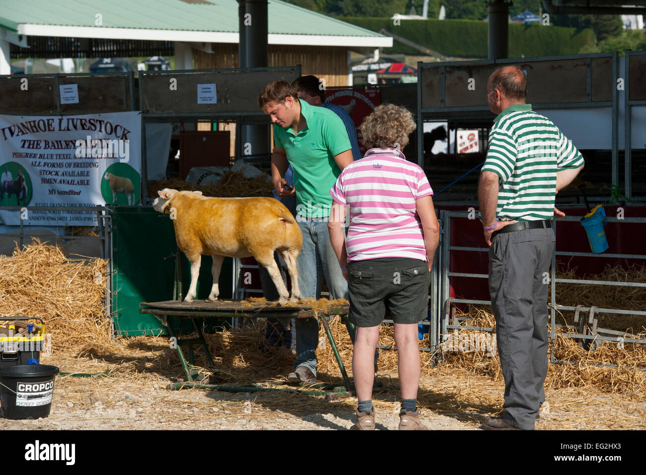 Les gens regardent en tant que concurrent dans la classe, les moutons loegel jet est brossé par agriculteur propriétaire, avant qu'elle passe la concurrence - Great Yorkshire Show, England, UK. Banque D'Images