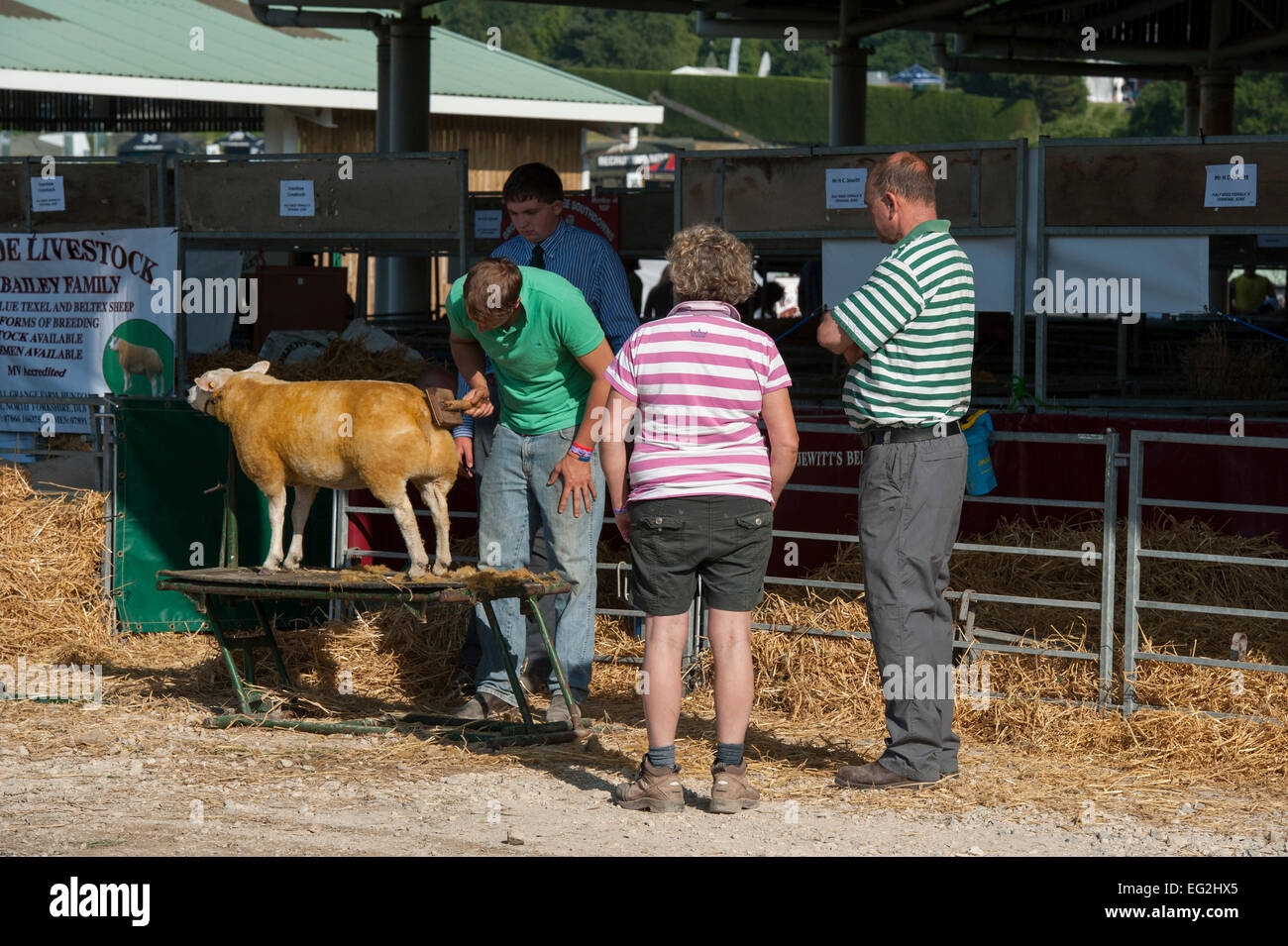 Les gens regardent en tant que concurrent dans la classe, les moutons loegel jet est brossé par agriculteur propriétaire, avant qu'elle passe la concurrence - Great Yorkshire Show, England, UK. Banque D'Images