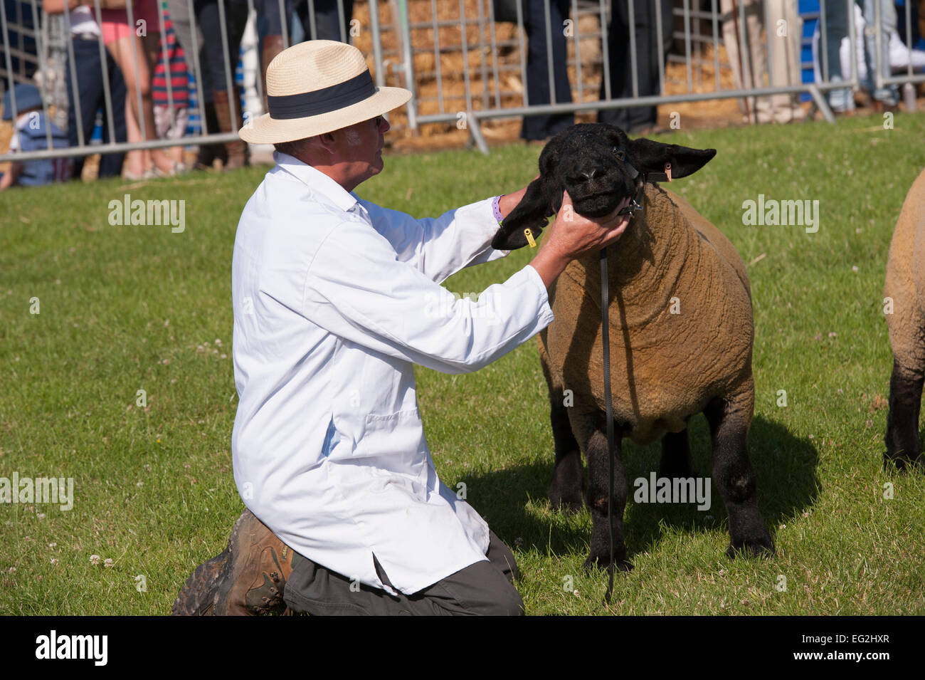 Journée d'été ensoleillée et de moutons en concurrence La concurrence agricole est tenue sous le menton par homme-chien en attente d'inspection - le grand show du Yorkshire, England, UK. Banque D'Images
