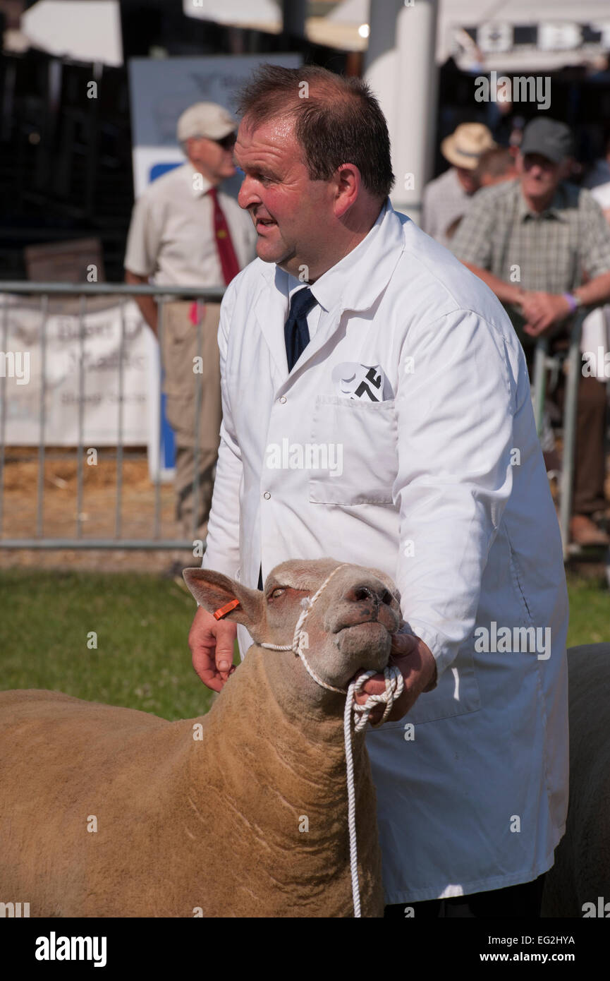 Journée d'été ensoleillée et de moutons en concurrence La concurrence agricole est tenue sous le menton par homme-chien en attente d'inspection - le grand show du Yorkshire, England, UK. Banque D'Images