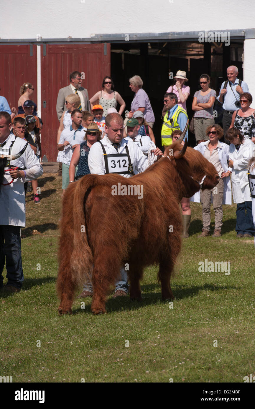 Bien entretenu et bien éduqués, Highland cattle stand avec les gestionnaires masculins dans le show ring prêt pour juger - Great Yorkshire Show, Harrogate, Angleterre. UK. Banque D'Images