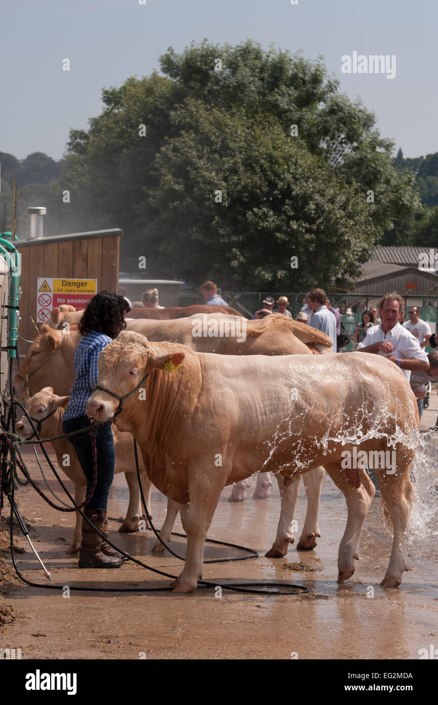 La femme est à l'aide d'un jet de laver la blonde, les animaux bovins nettoyage avec de l'eau avant la compétition - grand show du Yorkshire, England, UK. Banque D'Images