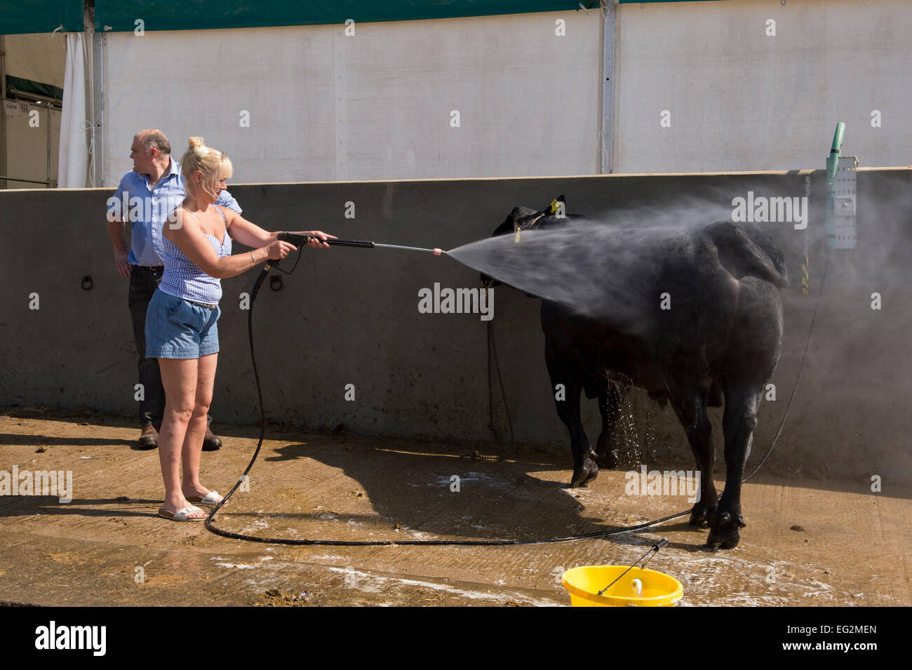 Fermier en train d'hoser le noir Aberdeen Angus debout dans le lavage de bétail, nettoyant le taureau avec jet d'eau de lavage de puissance - Great Yorkshire Show, Angleterre Royaume-Uni. Banque D'Images