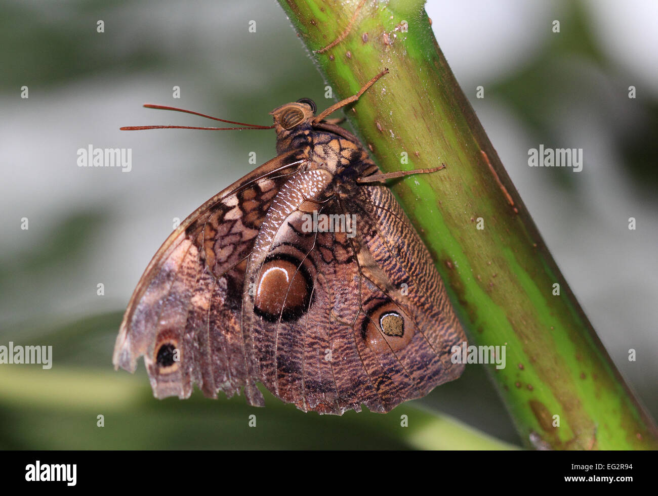 L'Hibou papillon sur une herbe verte Banque D'Images