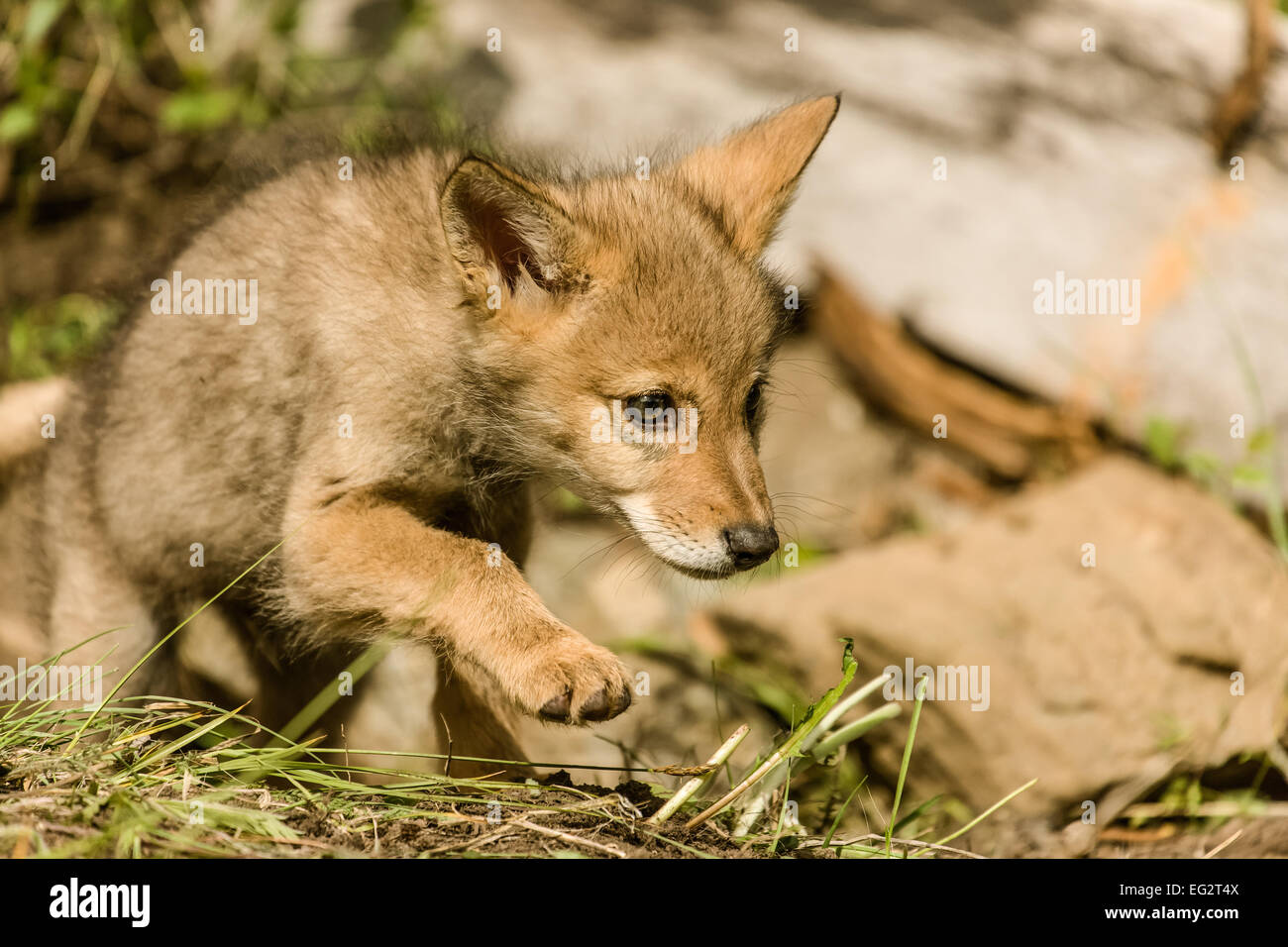 Grey Wolf pup autour de son antre, explorer le territoire, près de Bozeman, Montana. Banque D'Images