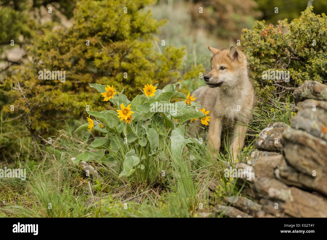 Grey Wolf pup debout à côté de quelques fleurs sauvages, près de l'oreille de mules Bozeman, Montana. Banque D'Images