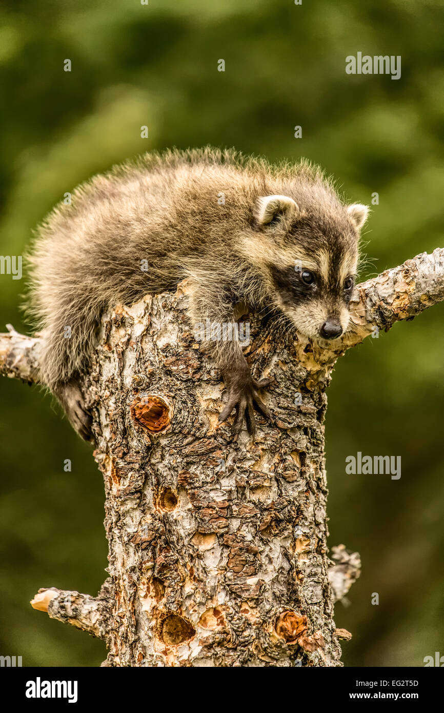 Bebe Raton Laveur De Grimper Sur Un Arbre Mort Dans Une Foret Pres De Bozeman Montana Usa Photo Stock Alamy