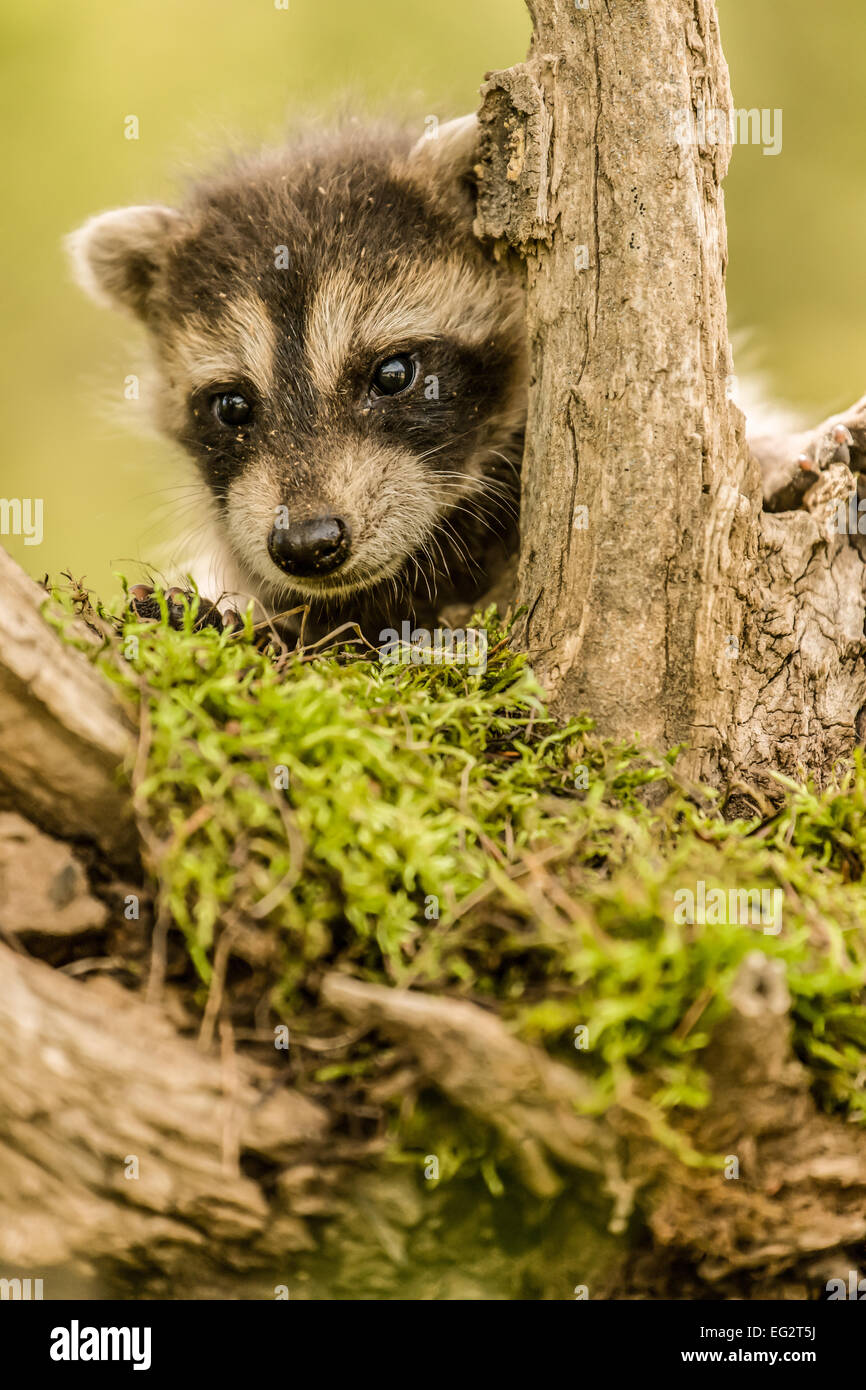 Bebe Raton Laveur De Grimper Sur Un Arbre Mort Avec Les Lichens En Foret Pres De Bozeman Montana Usa Photo Stock Alamy